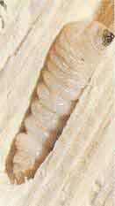 Hylotrupes bajulus Linne'