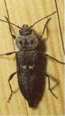 Hylotrupes bajulus Linne'