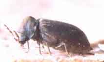 Anobium punctatum de Geer