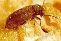 Anobium punctatum de Geer