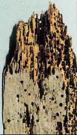 Schlupflöcher 1 - 2 mm